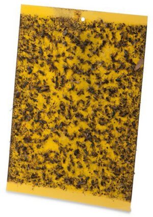 106401_b_1.jpg 'הלוחית הצהובה'' - מלכודת דבק Greenplace - 10 יחידות - מידה L