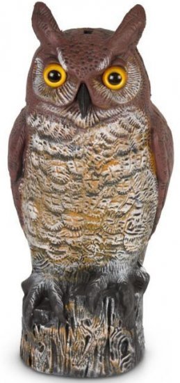 107529_b_1.jpg הדחליל המבהיל - ינשוף Greenplace