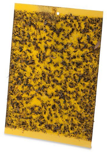 הלוחית הצהובה'' - מלכודת דבק מבית Greenplace - סה''כ 10 יחידות - מידה L