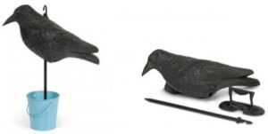 הדחליל המבהיל - עורב Greenplace