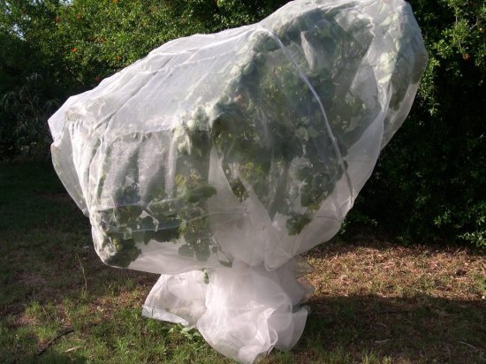 רשת הגנה לעצים Playa - גודל 4x4 מטר - צבע לבן